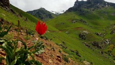 Culture, Music, and Art: The Living Legacy of the Kurds