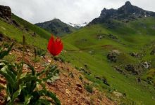 فرهنگ، موسیقی و هنر؛ میراث زنده کردها