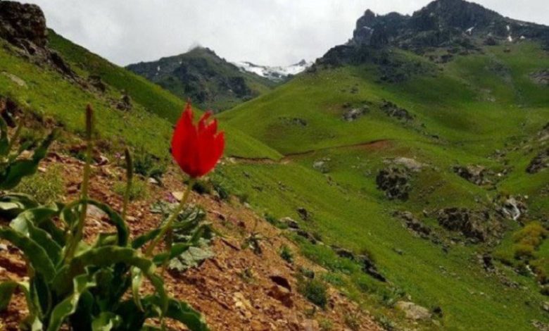 فرهنگ، موسیقی و هنر؛ میراث زنده کردها